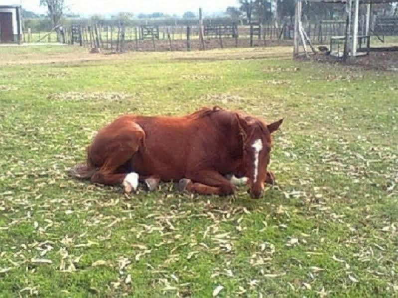 Hotel De Campo La Morena Ezeiza Zewnętrze zdjęcie